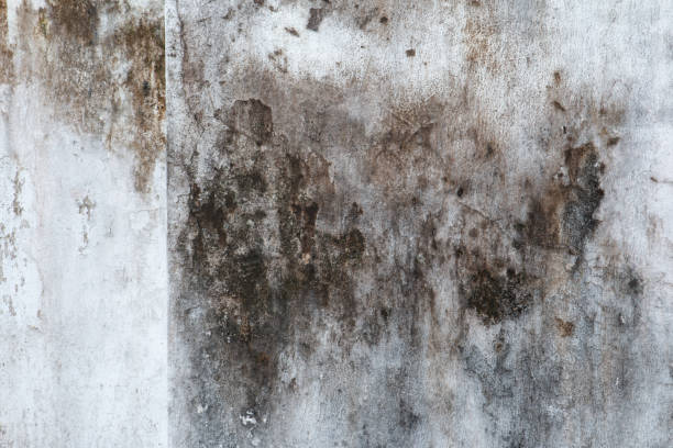 Best Asbestos and Lead Testing During Mold Inspection  in Deming, NM