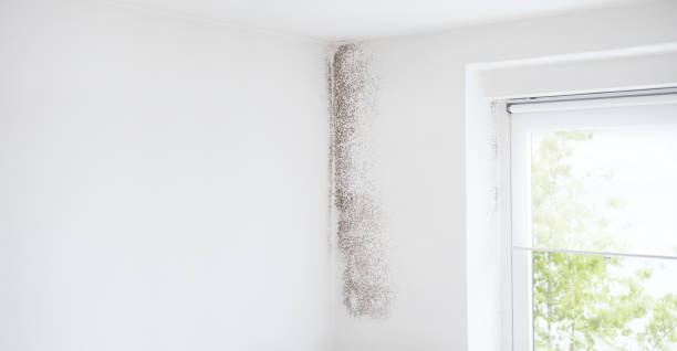 Best Residential Mold Inspection & Testing  in Deming, NM
