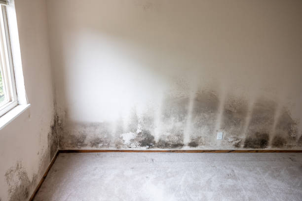 Trusted Deming, NM Mold Removal Experts