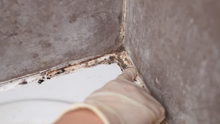 Best Forensic Mold Investigation  in Deming, NM